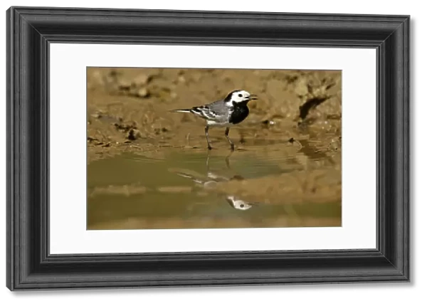 White Wagtail standing in rain puddle with reflection Croatia