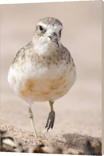 Banded Dotterel or Mountain Plover front portait of adult in plain plumage strolling along beach Bay of Islands, Northland, North Island, New Zealand