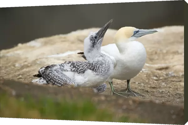 Australasian Gannets nearly fully fledged chick and adult sit on a cliff Muriwai Regional Park, Auckland, North Island, New Zealand