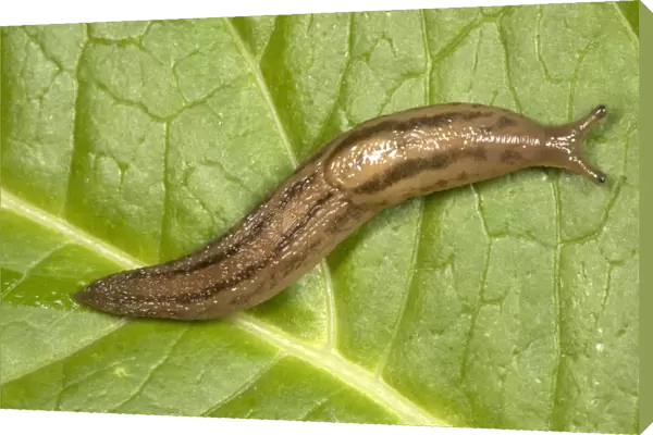 Greenhouse Slug - Native to Iberian peninsula Known only from glasshouses (e. g. Kew) prior to 1980. Started spreading in gardens from 1980 (due to global warming)