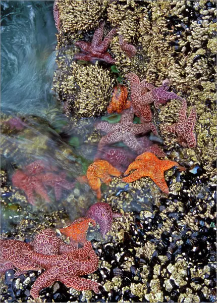 Ochre & Purple Sea Stars  /  Starfish - in tidal zone Strawberry Hill State Park, Oregon coast, Pacific Ocean, USA LX425