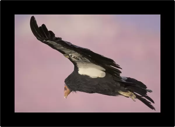 Tagged California Condor - Soaring. Western U. S. A. _PTL5311