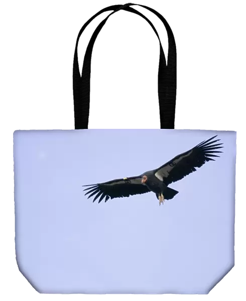California Condor - soaring on thermals. Southwestern U. S. Note: All but one of the hundred plus wild california condors in North America are number tagged and fitted with a radio wing clip so biologists can track them