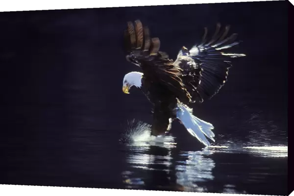 Bald Eagle In flight, catching fish Pacific Northwest BE2250