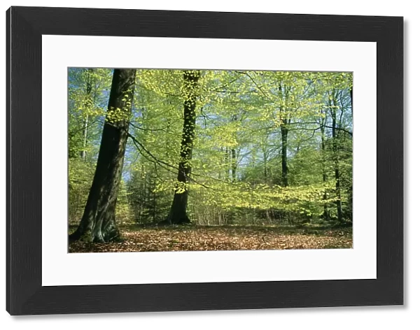 Beech Woodland - in spring with fresh green foliage