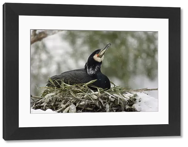 Cormorant - Continental species, on nest, caught by late snowfall, early april. Bavaria, Germany