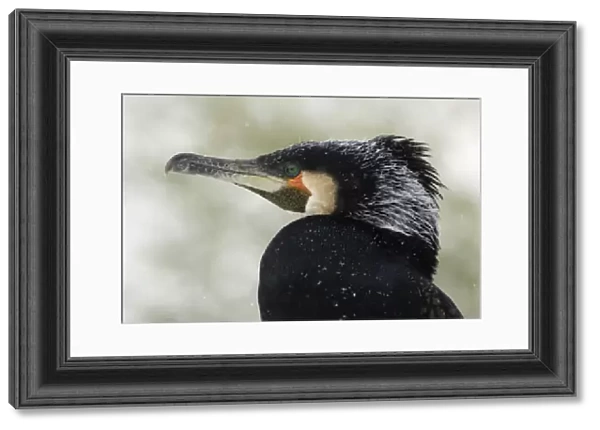 Cormorant - Continental species, male showing breeding plumage, april snow shower. Bavaria, Germany