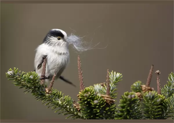 Long-Tailed Tit - With sheeps wool in bill as nest building material. Spring-time Lower Saxony, Germany