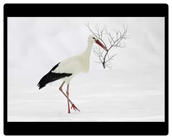 White Stork - Collecting nest material in snow at breeding grounds in april. Hessen, Germany