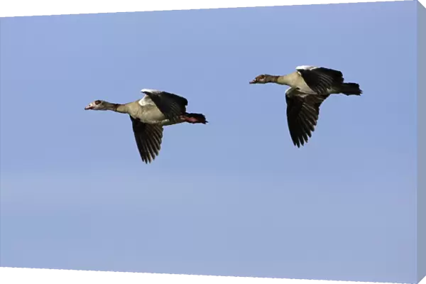 Egyptian Geese - In flight Isle of Texel, Holland