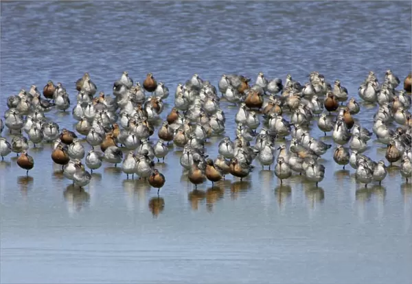 Knot - Flock resting during spring migration Isle of Texel, Holland