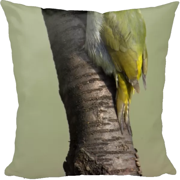Grey Headed Woodpecker - Male perched on tree stem Lower Saxony, Germany