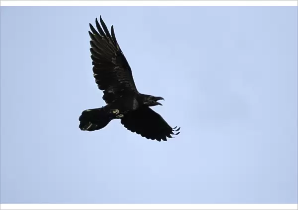 Raven - In flight, calling Lower Saxony, Germany