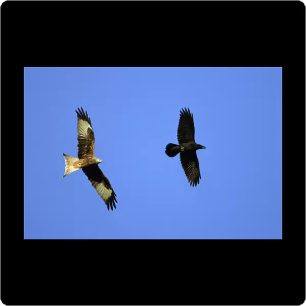 Red Kite - and Raven (Corvus corax) in flight, soaring on air currents Lower Saxony, Germany