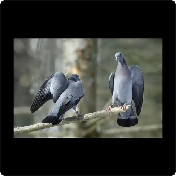 Stock Dove - 2 rival males fighting during breeding season Bavaria, Germany