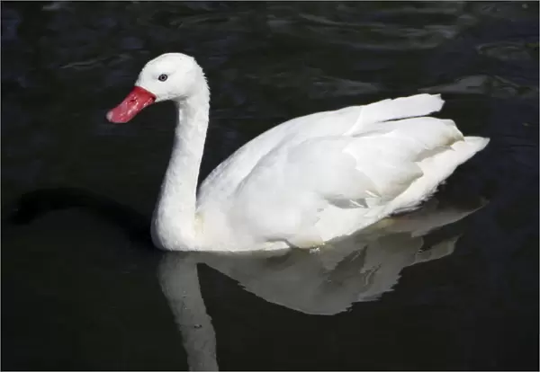 Coscorba Swan-swimming on lake, Washington WWT, Tyne and Wear UK