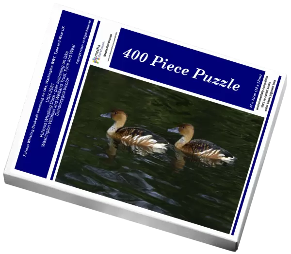 Fulvous Whisling Duck-pair swimming on lake, Washington WWT, Tyne and Wear UK