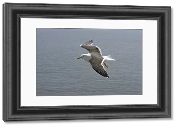 Lesser Black Backed Gull-in flight over sea, Isle of Texel, Holland