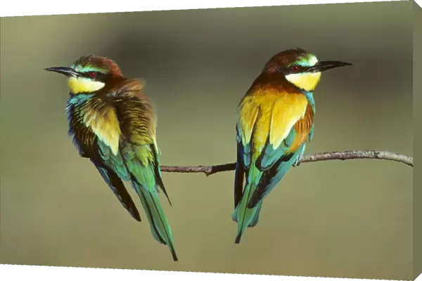 Bee-Eater - pair sitting on branch Coto Donana National Park, S. Spain