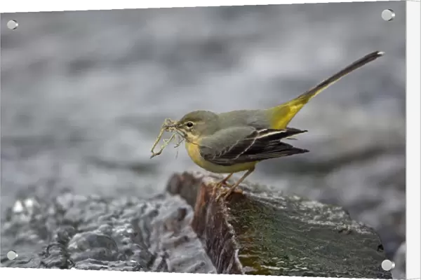 Grey Wagtail - female with nest material in beak, Lower Saxony, Germany