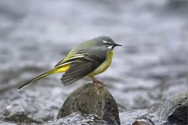 Grey Wagtail - male courtship displaying on rock in hill stream, Lower Saxony, Germany