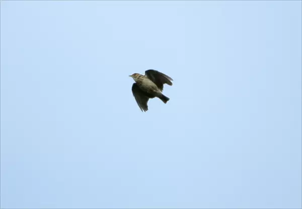 Woodlark - singing on the wing, Extremadura, Spain