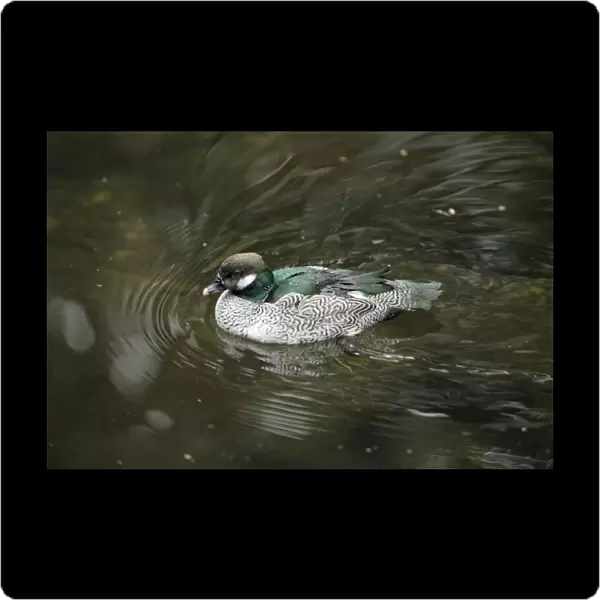 Green Pygmy-goose - male swimming on lake, Lower Saxony, Germany