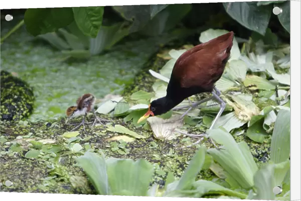 Wattled Jacana - parent bird with chick, searching for food, Emmen, Holland