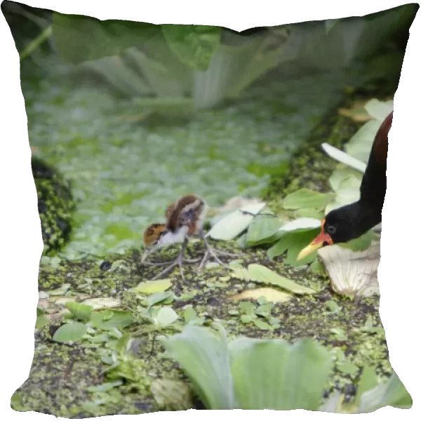 Wattled Jacana - parent bird with chick, searching for food, Emmen, Holland