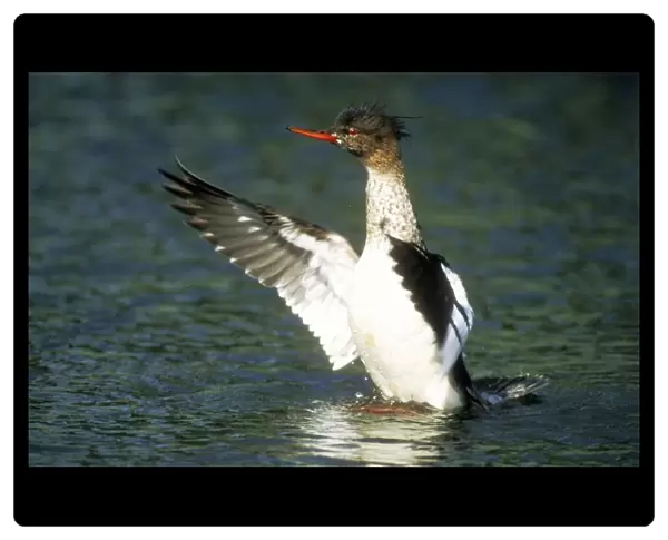 Red-breasted Merganser Duck Male, flapping wings after landing in sea