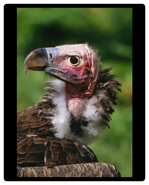 Lapet-faced Vulture