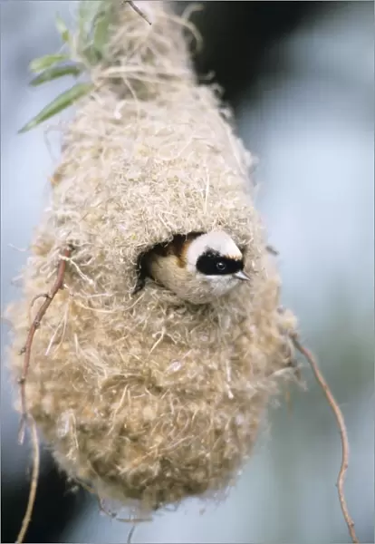 Penduline Tit - male inspecting newly built nest