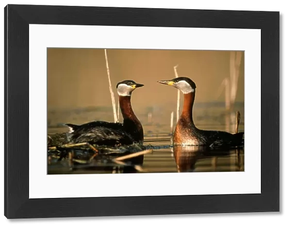 Red-necked Grebe - courtship display