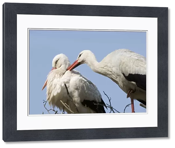 White stork Adult male and female display The Netherlands, Drente, Breedingstation ´De Lokkerij´