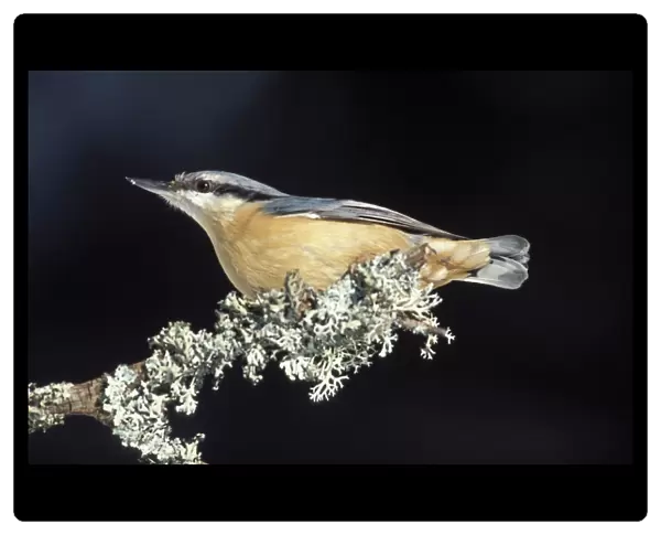 Nuthatch - Adult on a branch Bohemian forest, Czech Republic