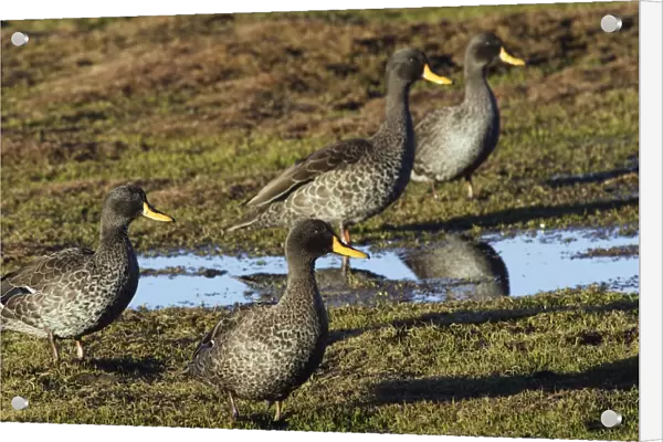 Yellow-billed Duck. Bale Mountains - Ethiopia - Africa