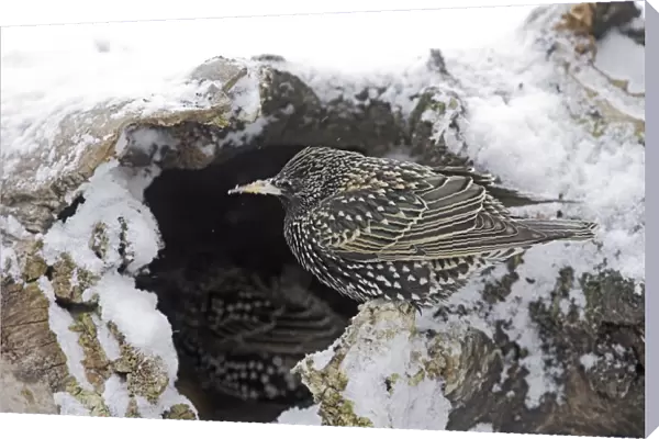 European Starling - in snow. Alsace - France