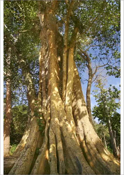 figuier sycomore (Ficus sycomorus L. )