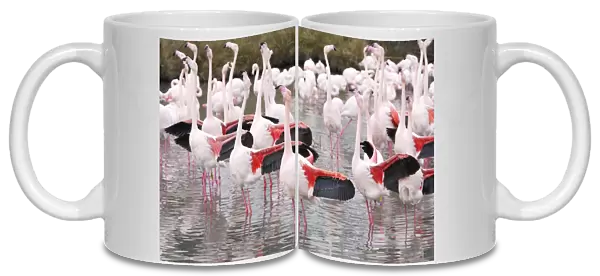 European Greater Flamingo - flock in water displaying with wings out. Saintes Maries de la Mer - Carmague - France