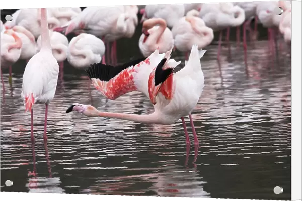 Greater Flamingo - in water, aggressive posture. Saintes Maries de la Mer - Camargue