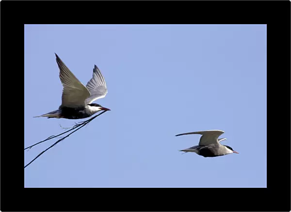 Whiskered Tern - in flight carrying nesting material. Bulgaria