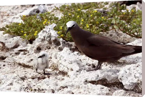 Brown Booby - adult with chick. Indian ocean - Ile du Lys - Iles Glorieuses - Iles Eparses