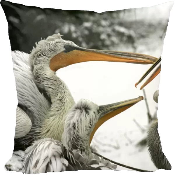 Dalmatian Pelican - group in the snow. captive. Dombes - Ain - France