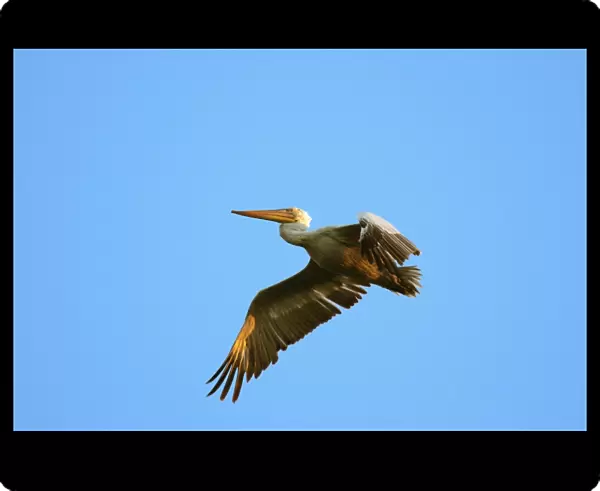 Dalmatian Pelican - in flight. Dombes - Ain - France