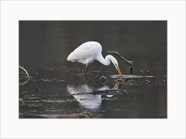 Great Egret - feeding. Alsace - France