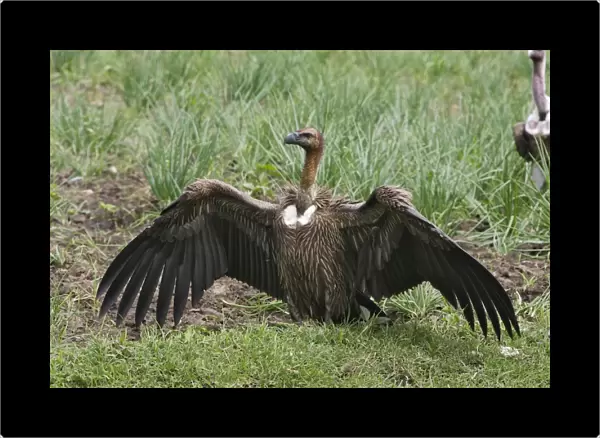 vautour a dos blanc pres d'un cadavre de cheval. Ethiopie