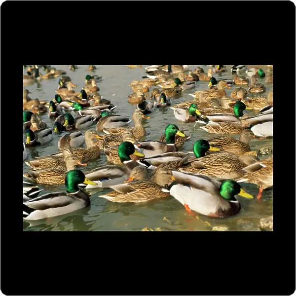 Mallard Duck - flock on water