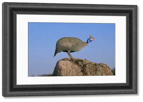 Helmeted Guineafowl - alarm call by look out bird