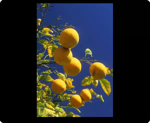 Oranges. WAT-5911. ORANGES - ON TREE WITH LEAVES