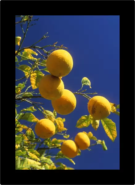 Oranges. WAT-5911. ORANGES - ON TREE WITH LEAVES